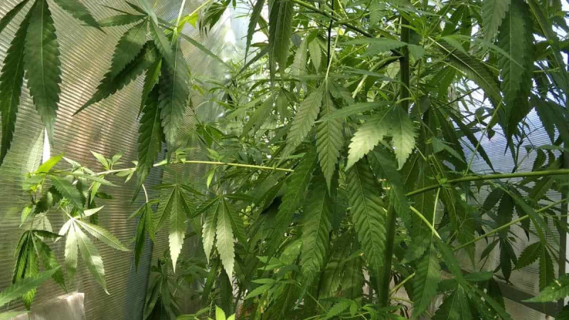 Откриха оранжерия за коноп в кв. Галата